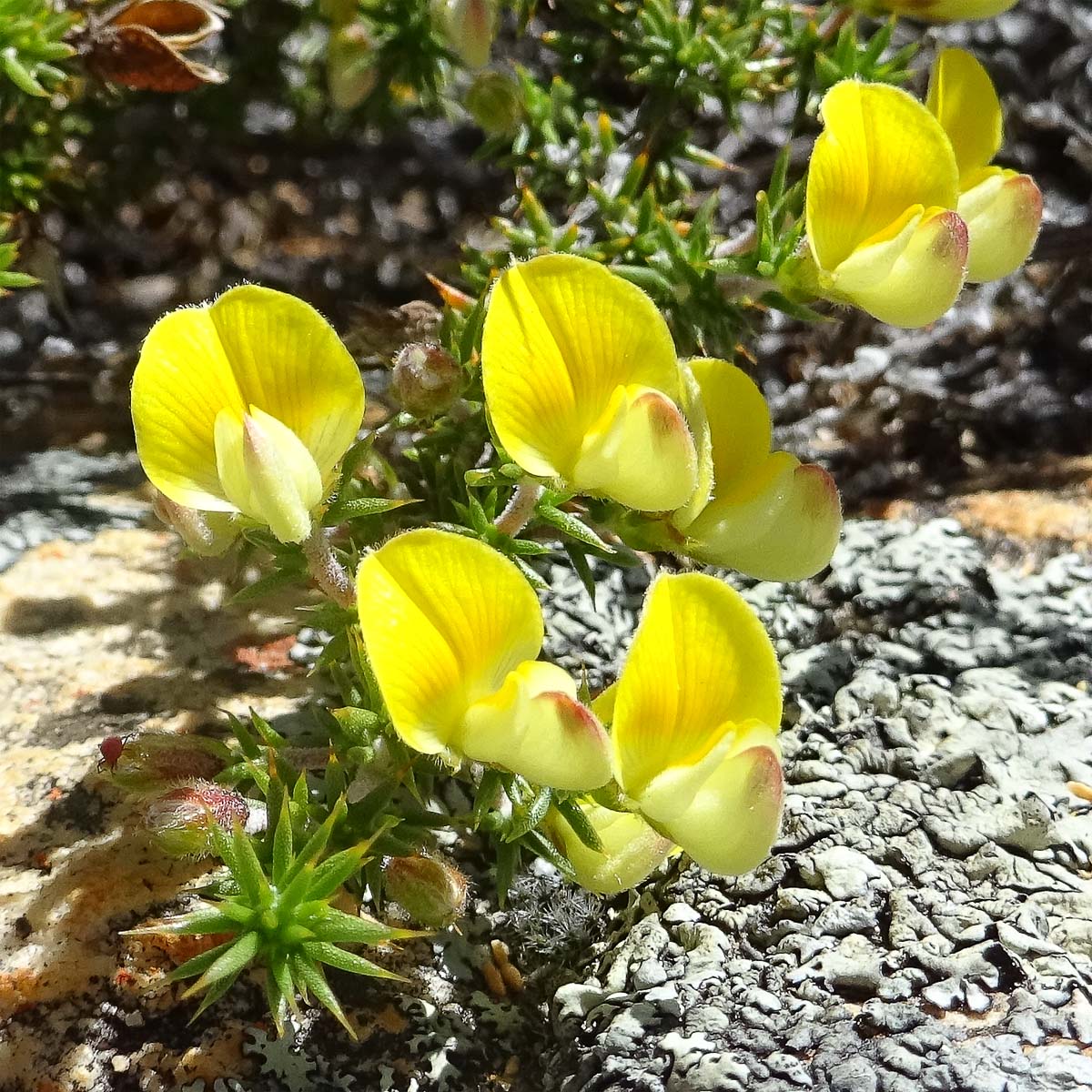 Изображение особи Aspalathus juniperina.