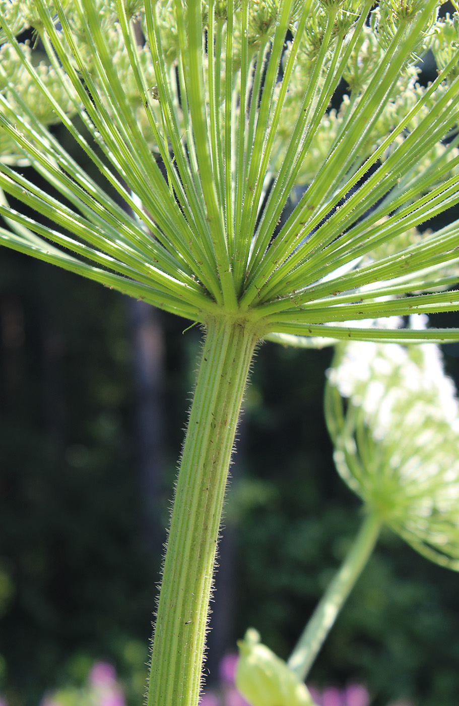 Image of Heracleum sosnowskyi specimen.