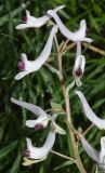 Corydalis ruksansii. Верхушка соцветия. Узбекистан, Джизакская обл., Зааминский р-н, Зааминский национальный парк, глинистое русло небольшого сая. 22.04.2018.