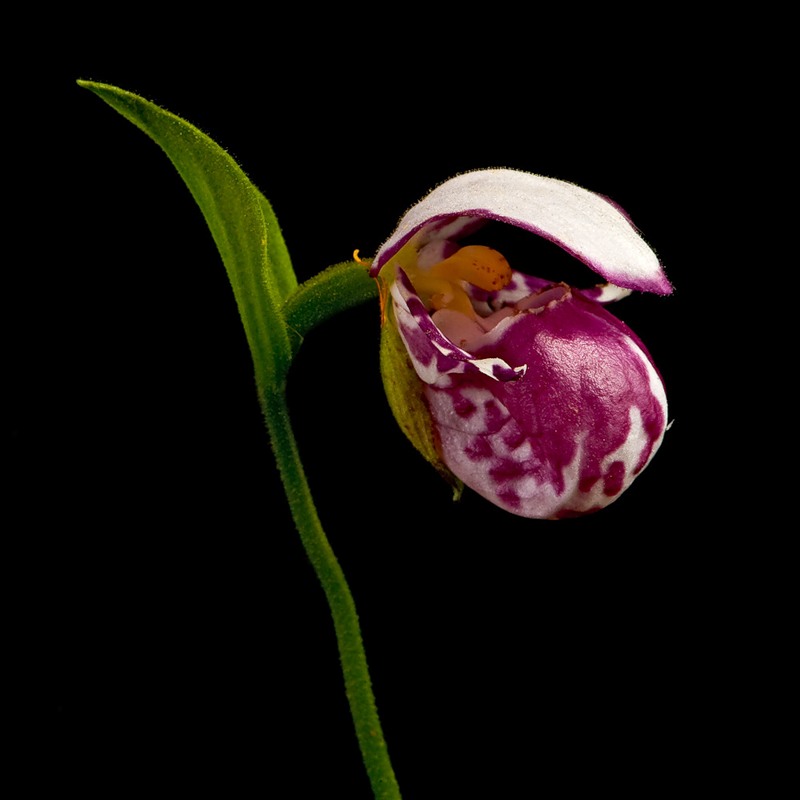 Изображение особи Cypripedium guttatum.