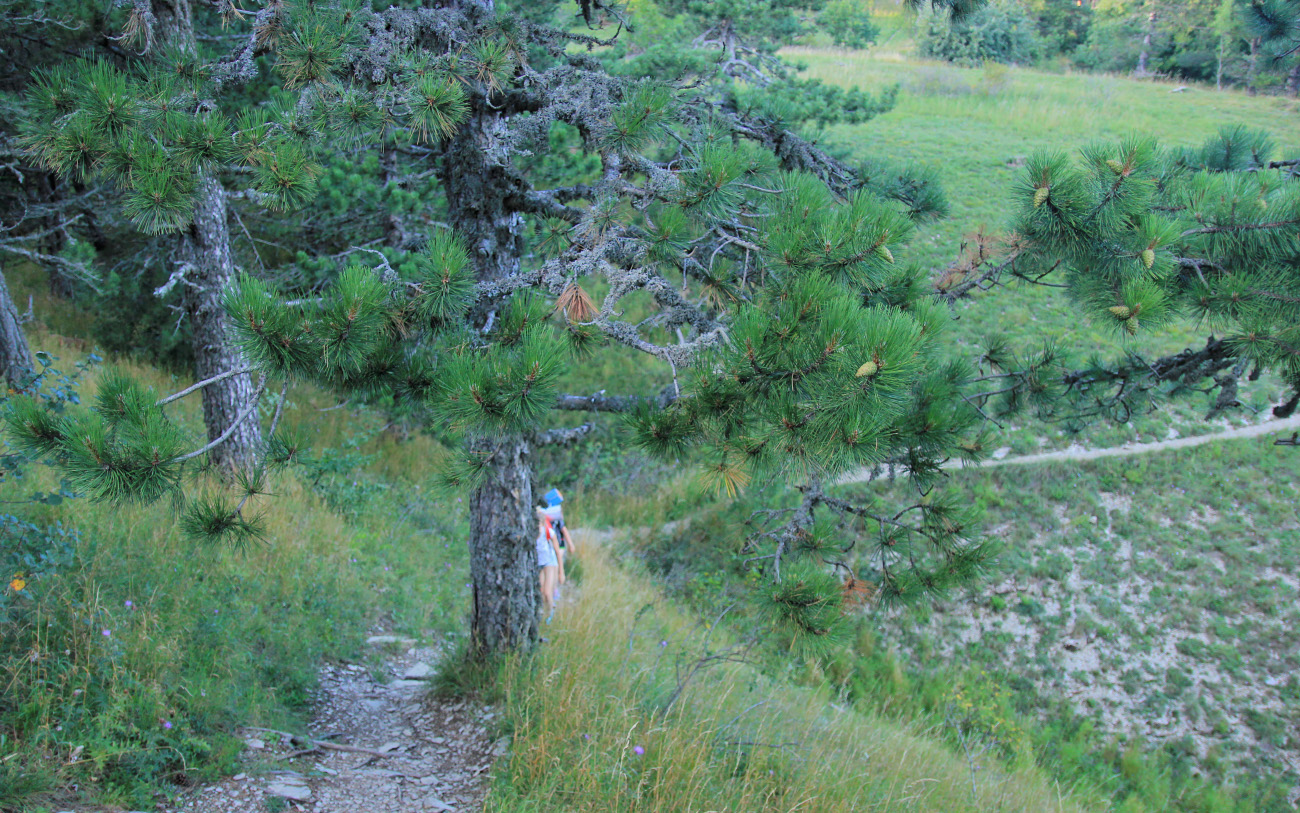 Изображение особи Pinus pallasiana.