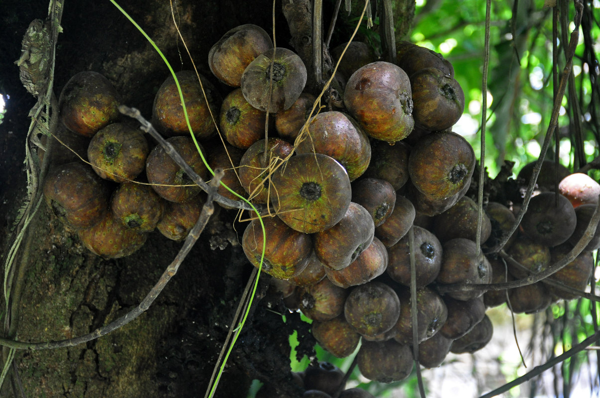 Изображение особи род Ficus.