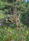 Calluna vulgaris. Верхушка плодоносящей веточки. Окр. Архангельска, заболоченный лес. 26.08.2012.