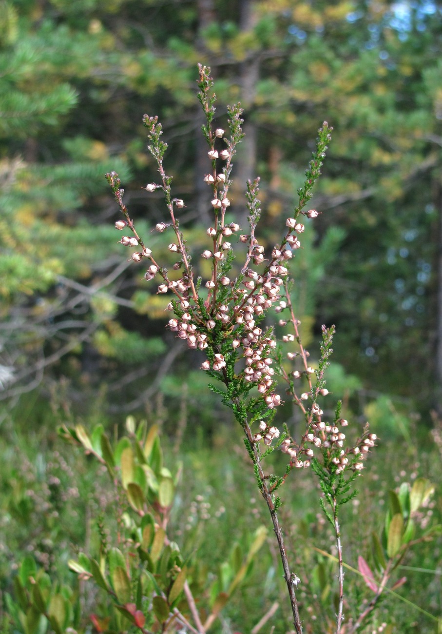 Image of Calluna vulgaris specimen.