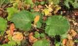 Rumex obtusifolius. Розетка листьев. Краснодарский край, м/о город-курорт Сочи, окр. с. Эстосадок, хребет Псехако, горный пихтово-буковый лес, выс. ≈ 1700 м н.у.м. 28 октября 2017 г.