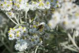 Anaphalis margaritacea. Соцветия с кормящейся бумажной осой (Polistes). Кировская обл., г. Киров, Ботанический сад Вятского государственного университета, в культуре. 22.09.2018.