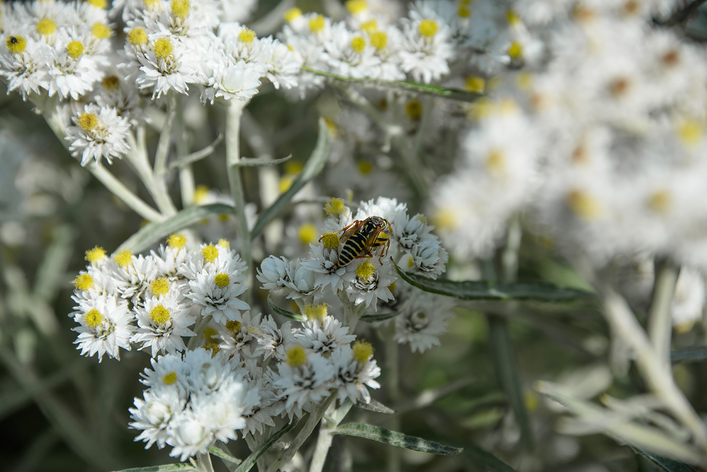 Image of Anaphalis margaritacea specimen.