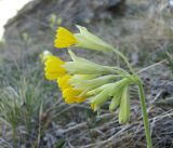 Primula macrocalyx