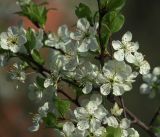 Prunus domestica. Часть ветви с цветками. Московская обл., Раменский р-н, окр. дер. Хрипань, садовый участок. 08.05.2019.