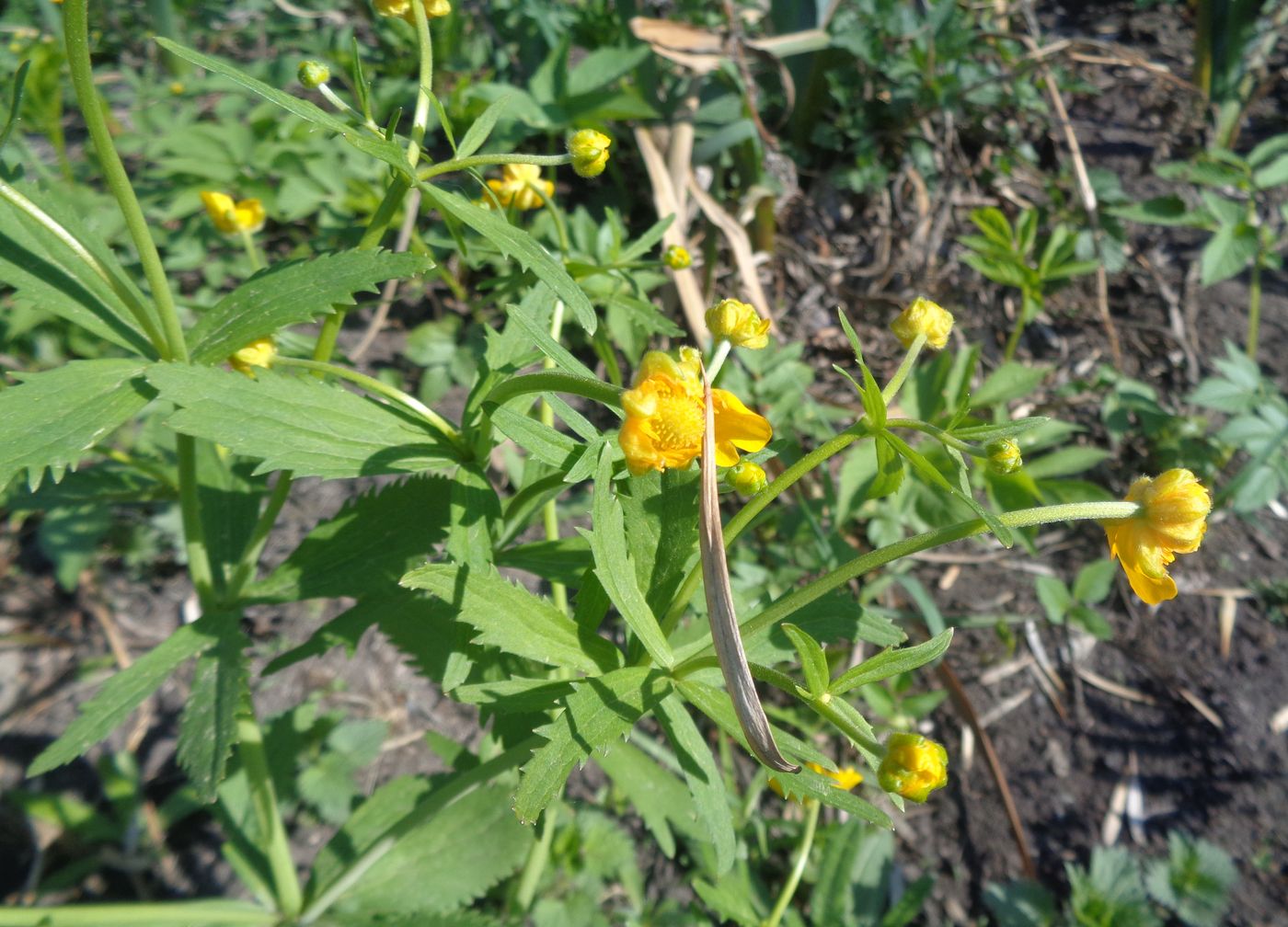 Изображение особи Ranunculus cassubicus.