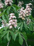 Aesculus hippocastanum. Соцветия и листья. Санкт-Петербург, Приморский р-н, окр. пересечения Богатырского проспекта и Байконурской улицы. 23.05.2019.