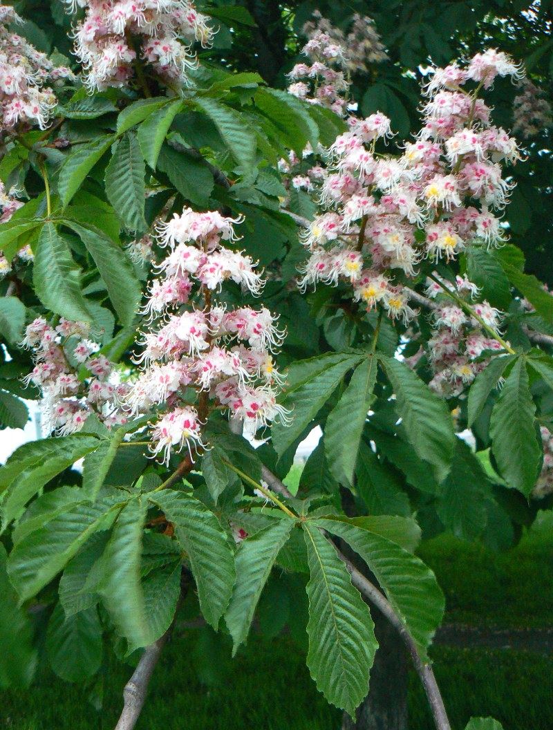 Image of Aesculus hippocastanum specimen.