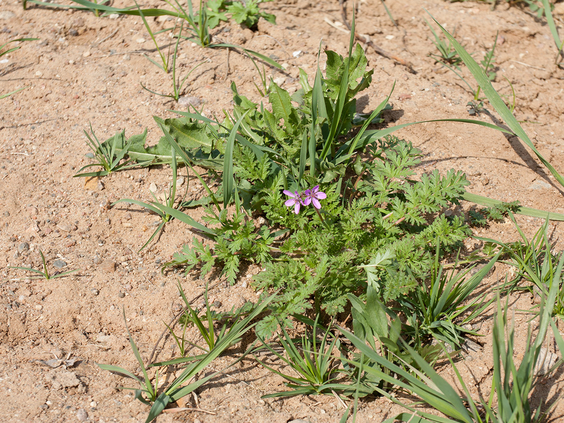 Image of Erodium cicutarium specimen.