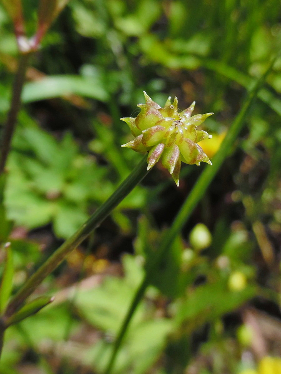 Image of Ranunculus repens specimen.