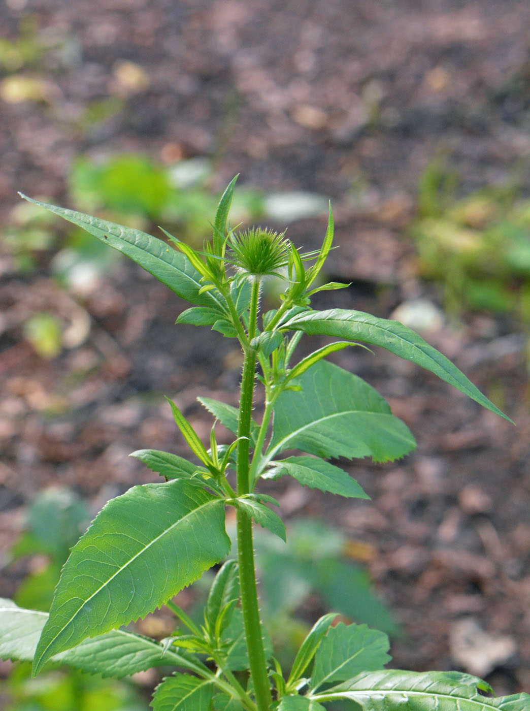 Изображение особи Dipsacus strigosus.