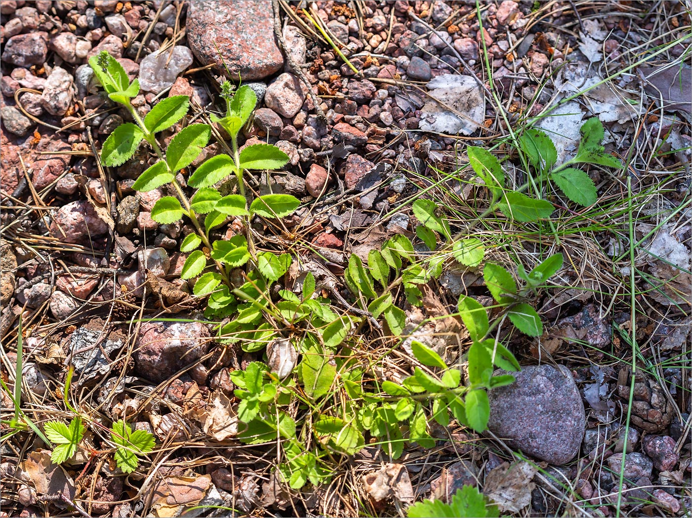 Image of Veronica officinalis specimen.