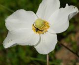 Anemone sylvestris. Цветок с подстерегающим добычу цветочным пауком. Казахстан, Восточно-Казахстанская обл., Глубоковский р-н, окр. с. Тарханка, склон сопки. 07.06.2013.