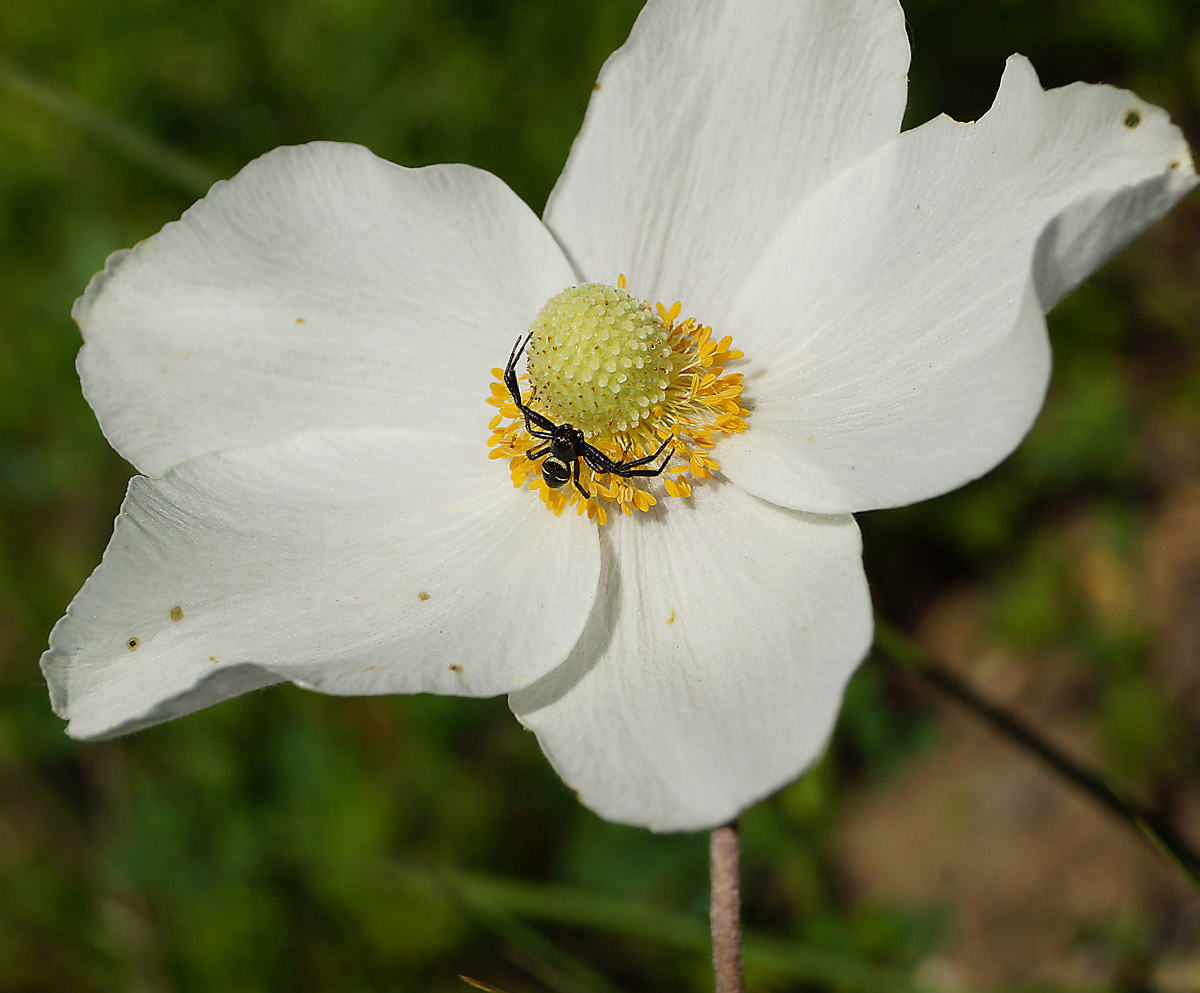 Image of Anemone sylvestris specimen.