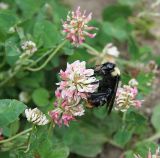 Trifolium hybridum. Соцветие с фуражирующим шмелём. Казахстан, Восточно-Казахстанская обл., Уланский р-н, окр.с. Украинка, луг. 10.06.2012.