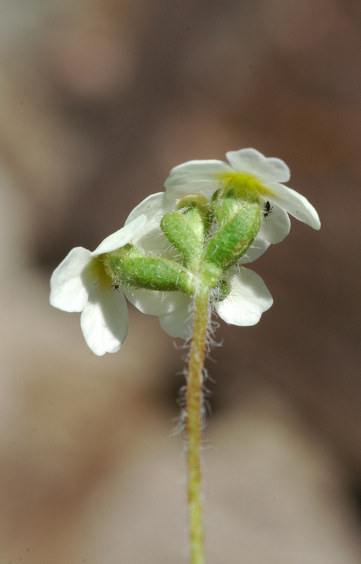 Image of Androsace lehmanniana specimen.