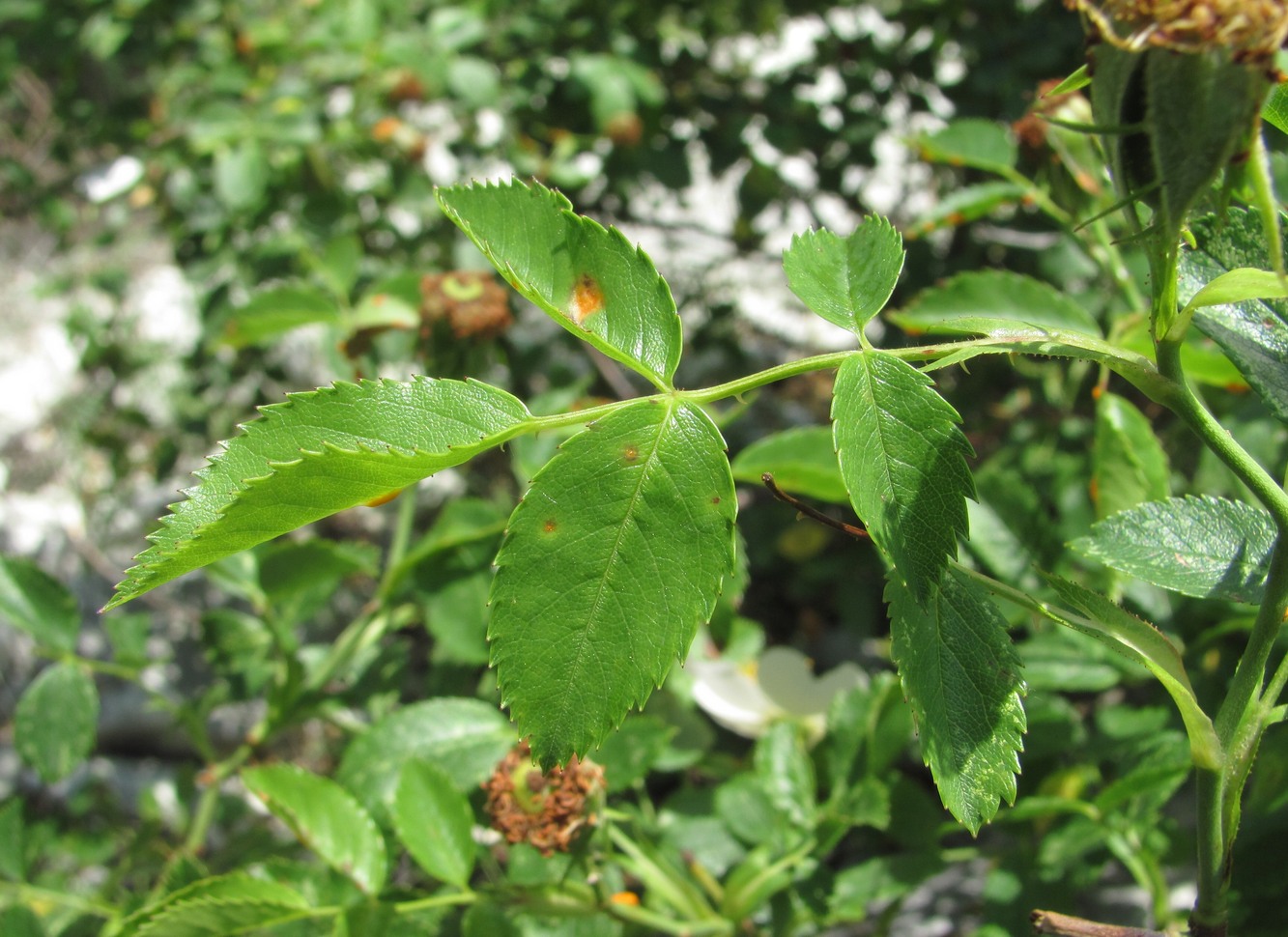 Изображение особи Rosa canina.