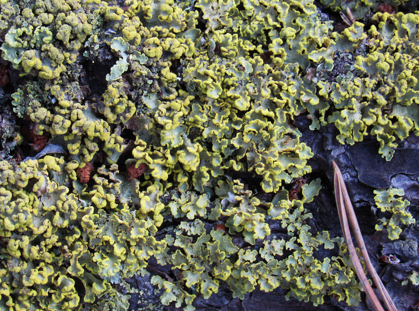 Image of Vulpicida pinastri specimen.