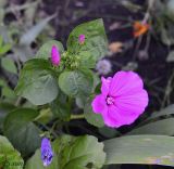 Malva trimestris