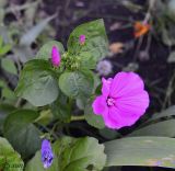 Malva trimestris