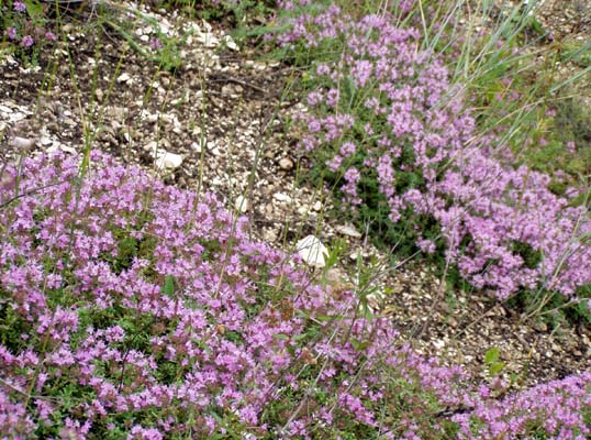 Image of Thymus calcareus specimen.
