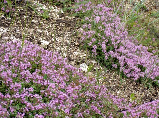 Изображение особи Thymus calcareus.