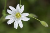 Cerastium davuricum. Цветок. Краснодарский край, Апшеронский р-н, гора Черногор, ≈ 1700 м н.у.м., субальпийский луг на карсте. 06.07.2019.