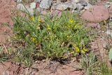 Astragalus lithophilus