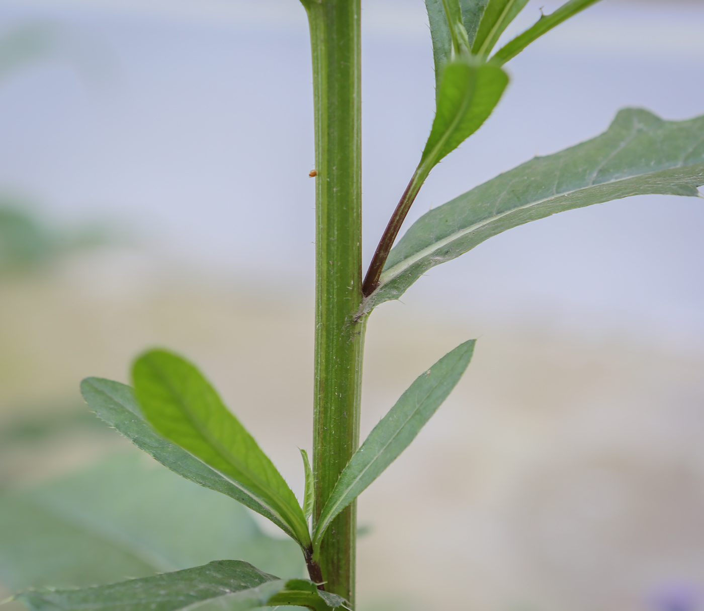 Image of Cirsium setosum specimen.