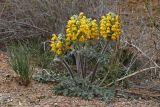 Phlomoides speciosa. Цветущее растение. Кыргызстан, Чуйская обл., каньоны Конорчек, берег сухого ручья в глинисто-песчаных холмах, сообщество полупустынной растительности. 3 мая 2019 г.