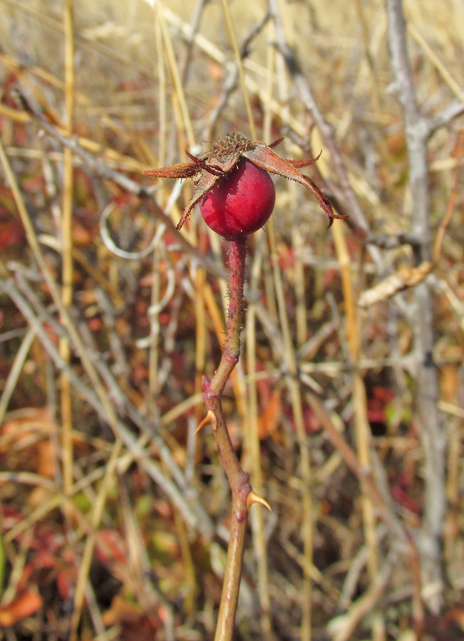 Image of genus Rosa specimen.