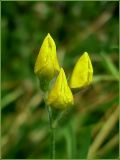 Lathyrus pratensis