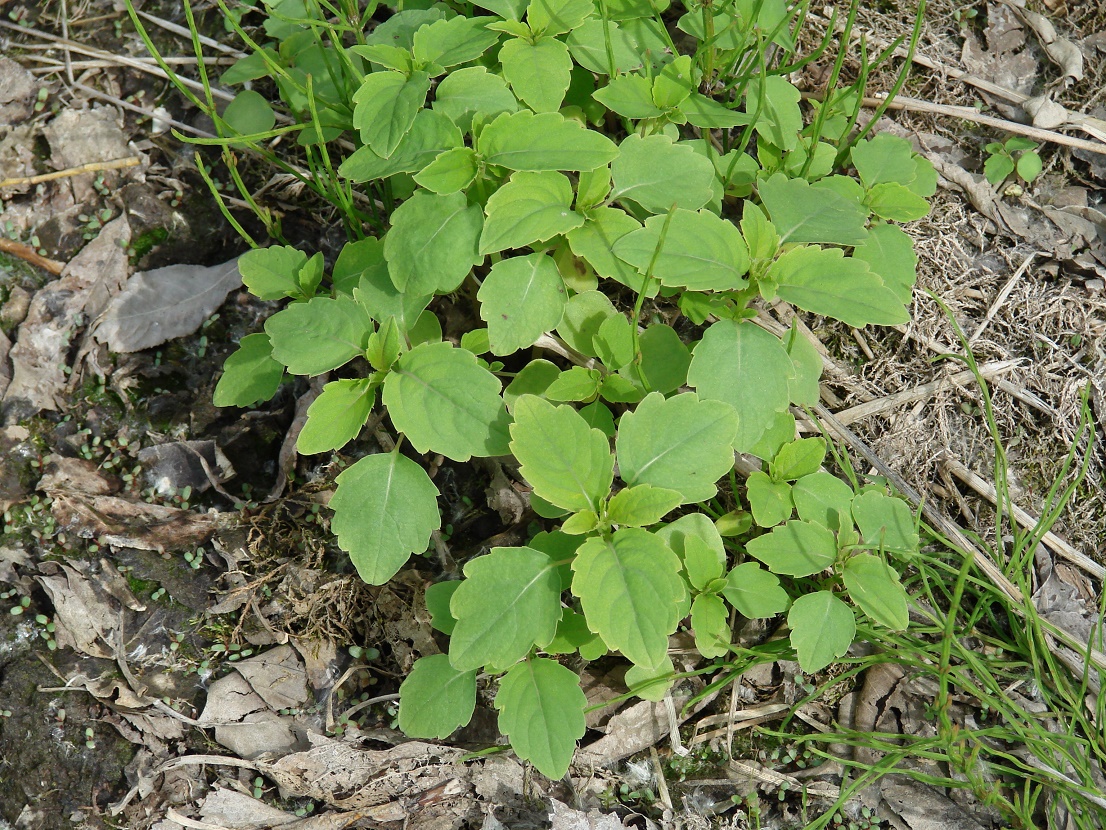 Image of Impatiens noli-tangere specimen.
