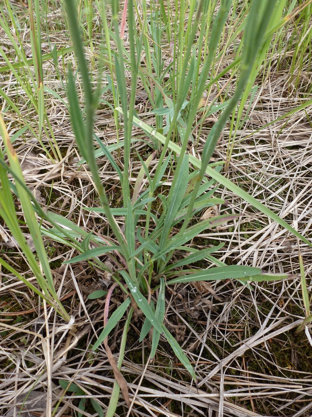 Image of Pilosella &times; densiflora specimen.