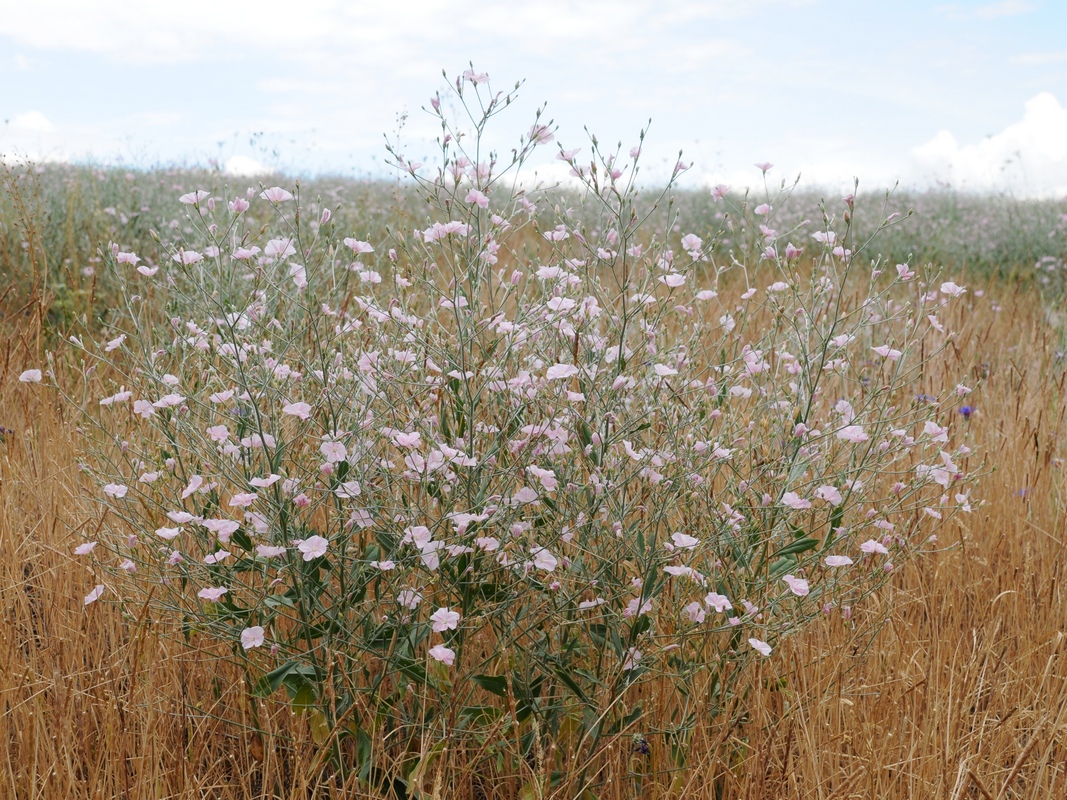 Изображение особи Convolvulus subhirsutus.