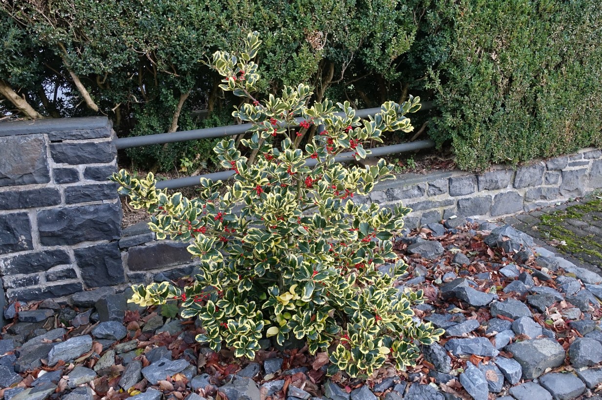 Image of Ilex aquifolium specimen.