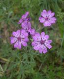 Geranium stepporum