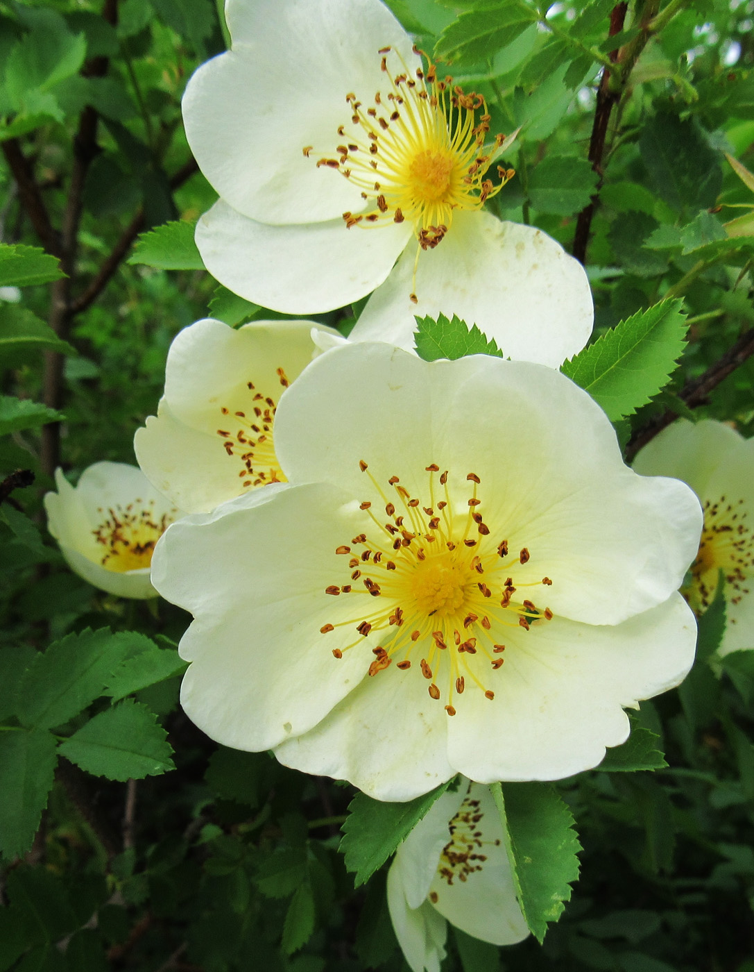 Изображение особи Rosa spinosissima.