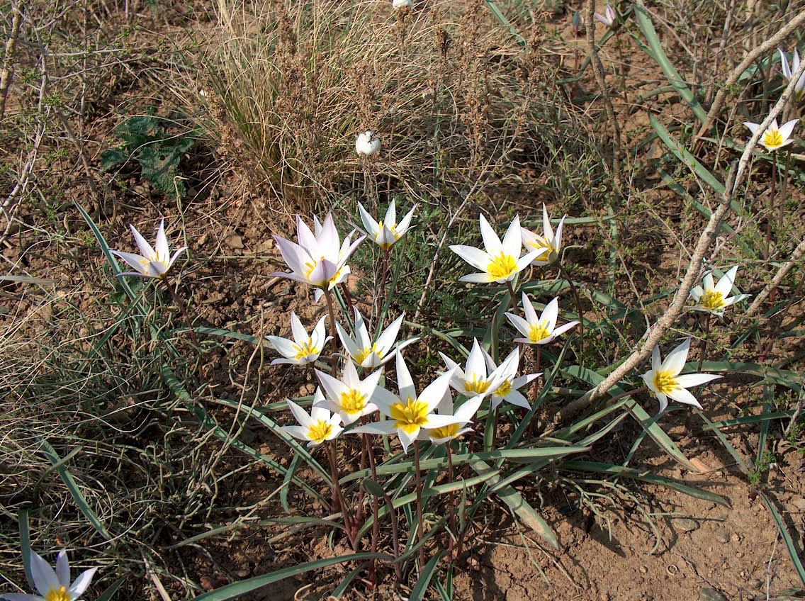 Изображение особи Tulipa patens.