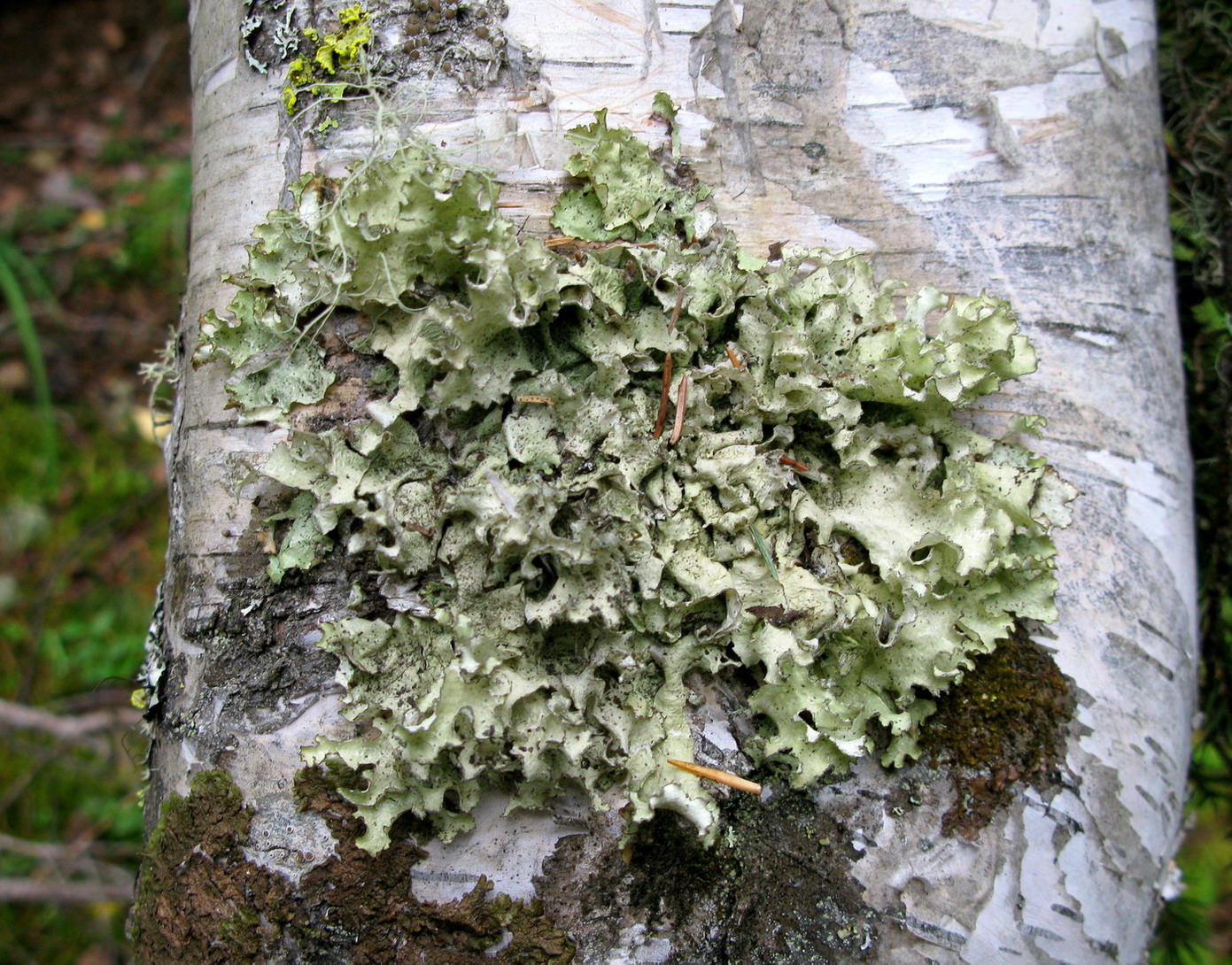 Image of Nephromopsis laureri specimen.