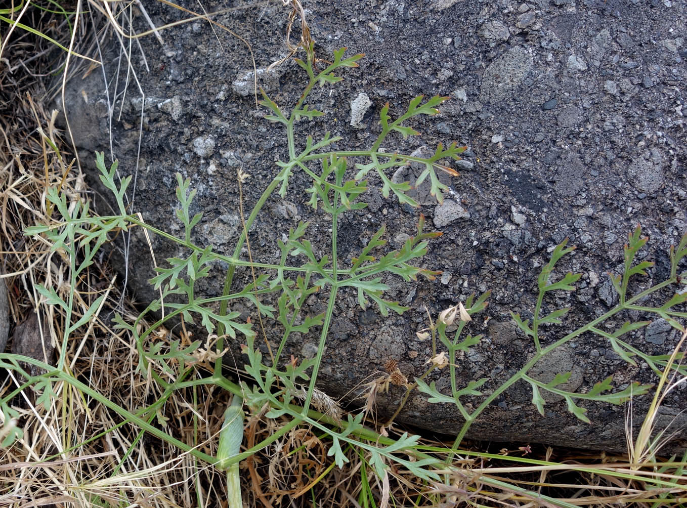 Изображение особи Ferula tschuiliensis.