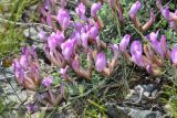 Astragalus arcuatus