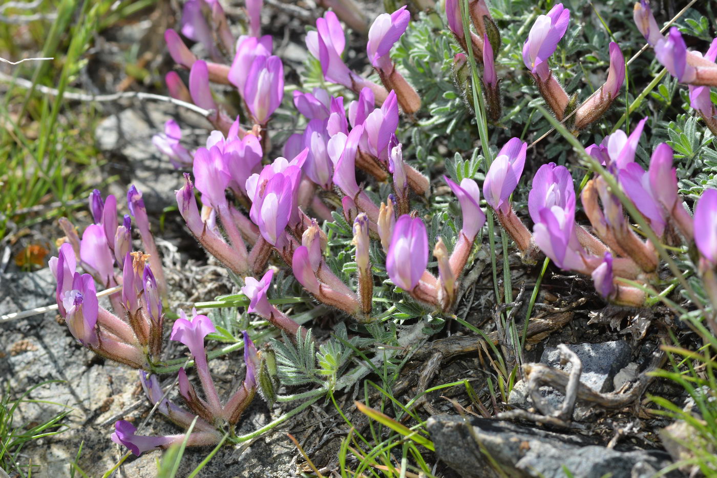 Изображение особи Astragalus arcuatus.