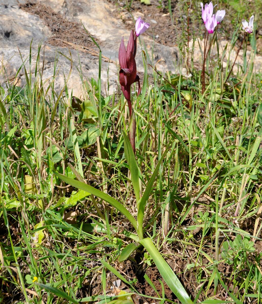 Изображение особи Serapias orientalis ssp. levantina.