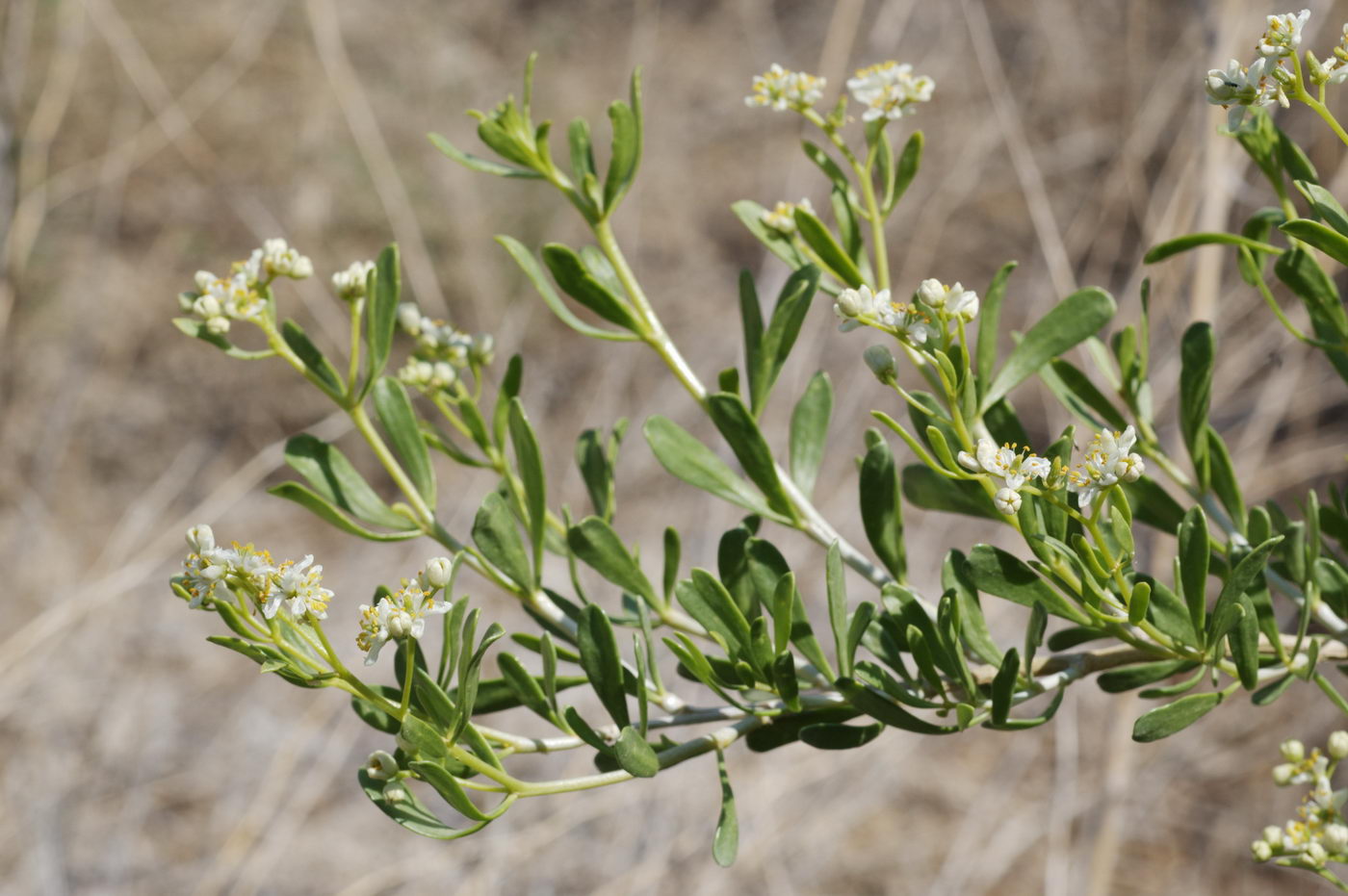 Image of Nitraria schoberi specimen.