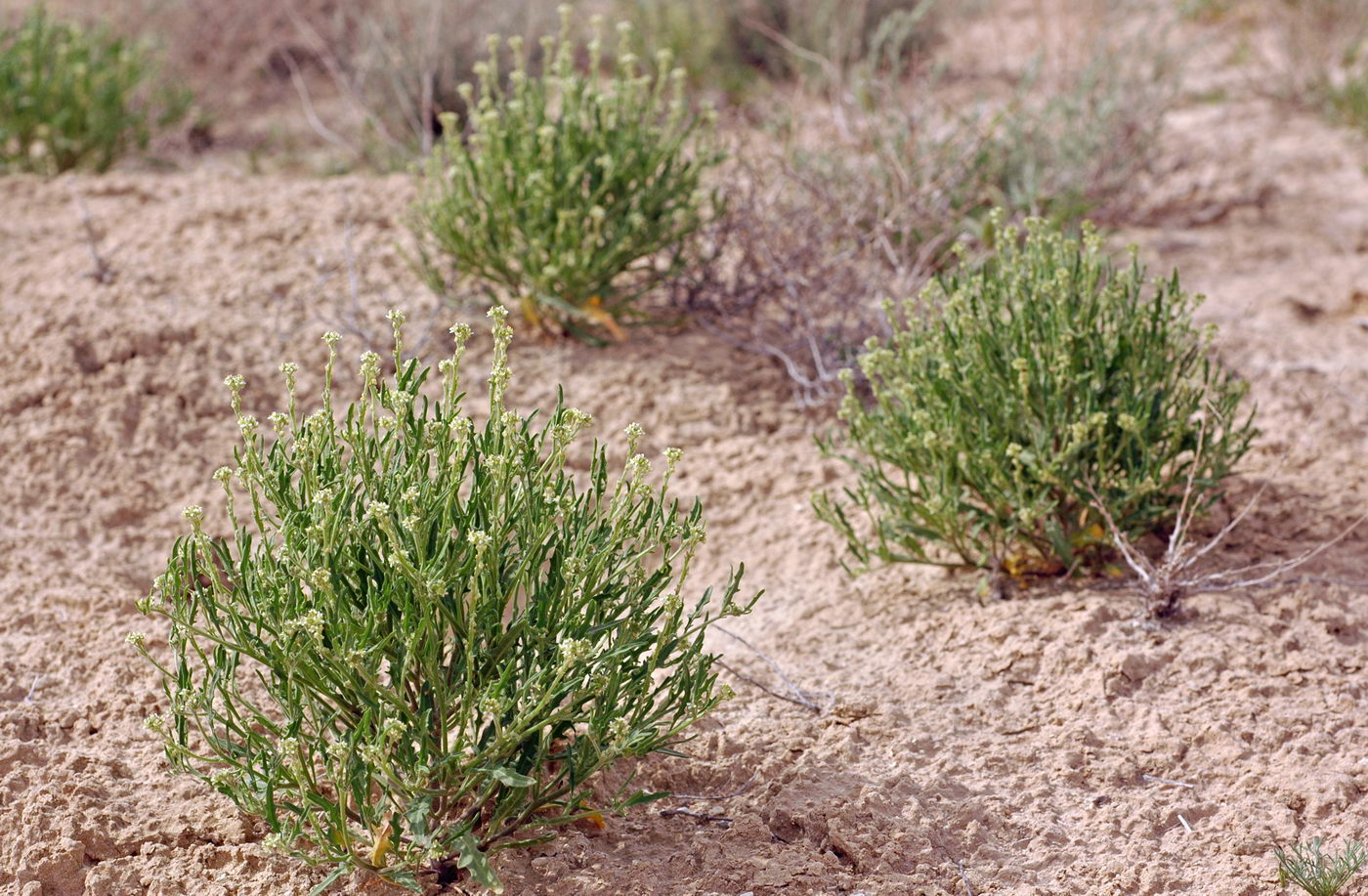 Image of Tetracme recurvata specimen.